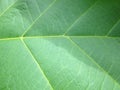 Java teak leaf texture Royalty Free Stock Photo