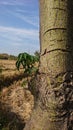 The texture of the kapok trees are cracked