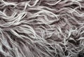Texture lambskin with long grey hair and curls Royalty Free Stock Photo
