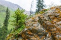 The texture of the large gray stone covered with orange lichen. Royalty Free Stock Photo