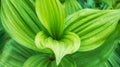 Texture of large green leaves of false hellebore, corn lilies or Veratrum