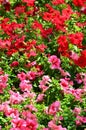 The texture of a large number of different colorful flowers planted in a flower be Royalty Free Stock Photo