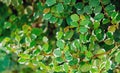 Texture of a large shrub with green leaves with a white border