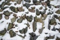 The texture of large stones with snow Royalty Free Stock Photo