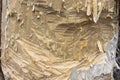 Texture large teeth marks of a beaver on a tree trunk. Royalty Free Stock Photo