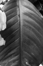Texture leaf black and white Royalty Free Stock Photo