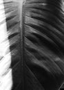 Texture leaf black and white Royalty Free Stock Photo