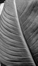 Texture leaf black and white Royalty Free Stock Photo