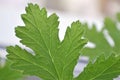 Texture leaf geranium