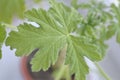 Texture leaf geranium