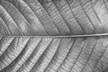 Texture of leaf of Magnoliopsida plant type for background, Monochrome style Royalty Free Stock Photo