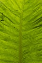 Texture leaf of the species Colocasia esculenta, Indonesia