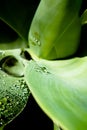 Texture of a leaf with water drops Royalty Free Stock Photo