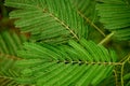 The texture of the leaves of acacia.Macro`s close . Freshness and beauty of nature