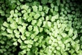 The texture of the leaves of Adiantum capillus-veneris. Natural background. Close-up to insert text Royalty Free Stock Photo