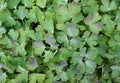 Texture of leaves of Aquilegia