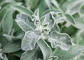 Texture Leaves Close-up Outdoors