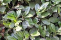 texture of leaves of a hedge Royalty Free Stock Photo