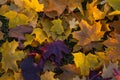 texture leaves red yellow nature autumn earth weather colorful bright Royalty Free Stock Photo