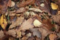 Texture leaves yellow fallen brown