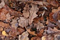 Texture leaves yellow oak fallen