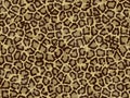 Texture leopard