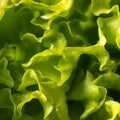 Texture of lettuce close-up Royalty Free Stock Photo