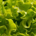 Texture of lettuce close-up Royalty Free Stock Photo