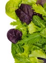 Texture of lettuce leaves Royalty Free Stock Photo