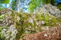 Texture of lichen and moss on the ancient stone in the forest Royalty Free Stock Photo
