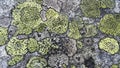 Texture of lichen on the stone.