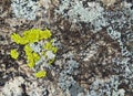 Texture of lichen on the stone Royalty Free Stock Photo