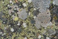 Texture of lichens over a stone surface