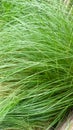 Dense Uniform Light Green Elephant Grass Texture Royalty Free Stock Photo