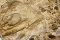 Texture of limestone wall Royalty Free Stock Photo