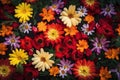 Texture of live mixed field multicolored blooming flowers for background, wallpaper. AI generated