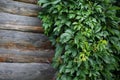 Texture log wall covered with grapes