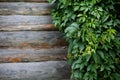 Texture log wall covered with grapes Royalty Free Stock Photo