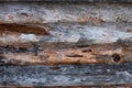 texture of logs, old wall of pine logs close-up