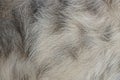 Texture of long crumpled gray animal fur Royalty Free Stock Photo