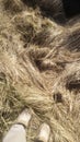 the texture of long dry yellow grass lies beautifully in waves Royalty Free Stock Photo