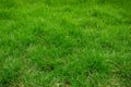 Texture of Green Grass Floor Background. Royalty Free Stock Photo