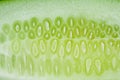 Texture of the longitudinal slice of ripe cucumber