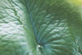 Texture Lotus Leaf Green Beautiful Image For Nature Background Royalty Free Stock Photo