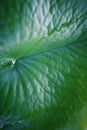 Texture Lotus Leaf Green Beautiful Image For Nature Background Royalty Free Stock Photo