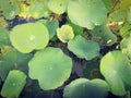 Texture of lotus leaves. Beauty in the nature.