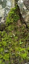 The Texture of Lush Moss Adorns the Cool Rocks, a Natural Harmony that Soothes the Eyes. Royalty Free Stock Photo