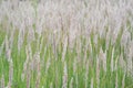 Texture of lush pastel-colored panicles against the green grass of the lawn. Texture, background Royalty Free Stock Photo