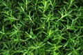 Texture made from bright green rosemary plants. Spices. Ecological correct vitamin nutrition