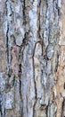 texture of mahogany tree bark in summer Royalty Free Stock Photo